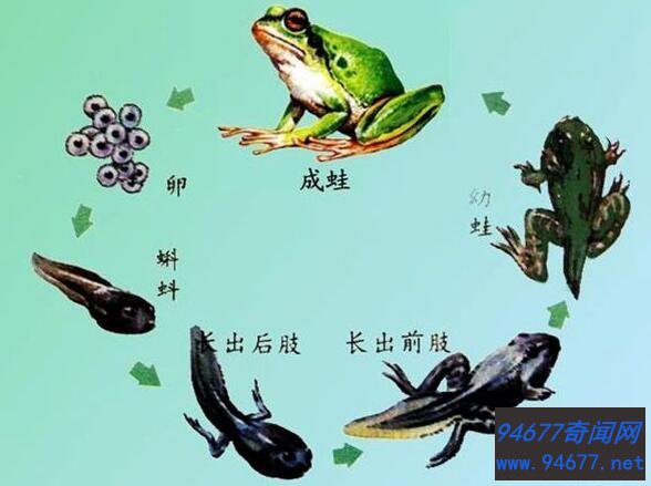 不合理蛙