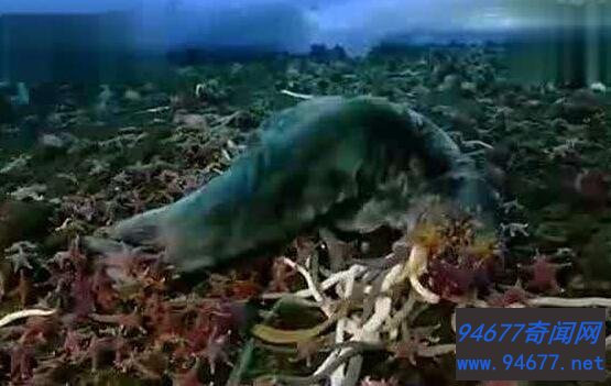 南极巨虫