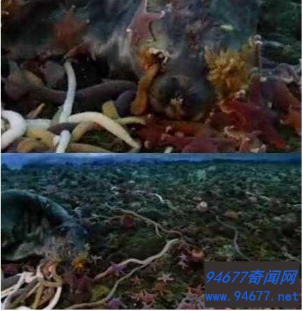 南极巨虫